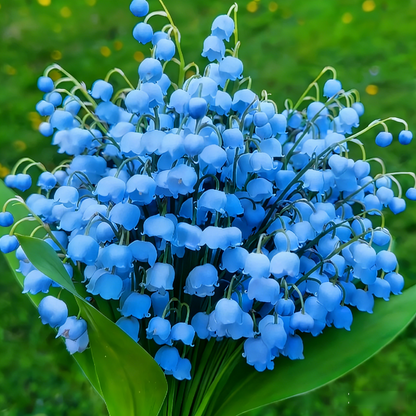 Lily of the Valley Bulbs