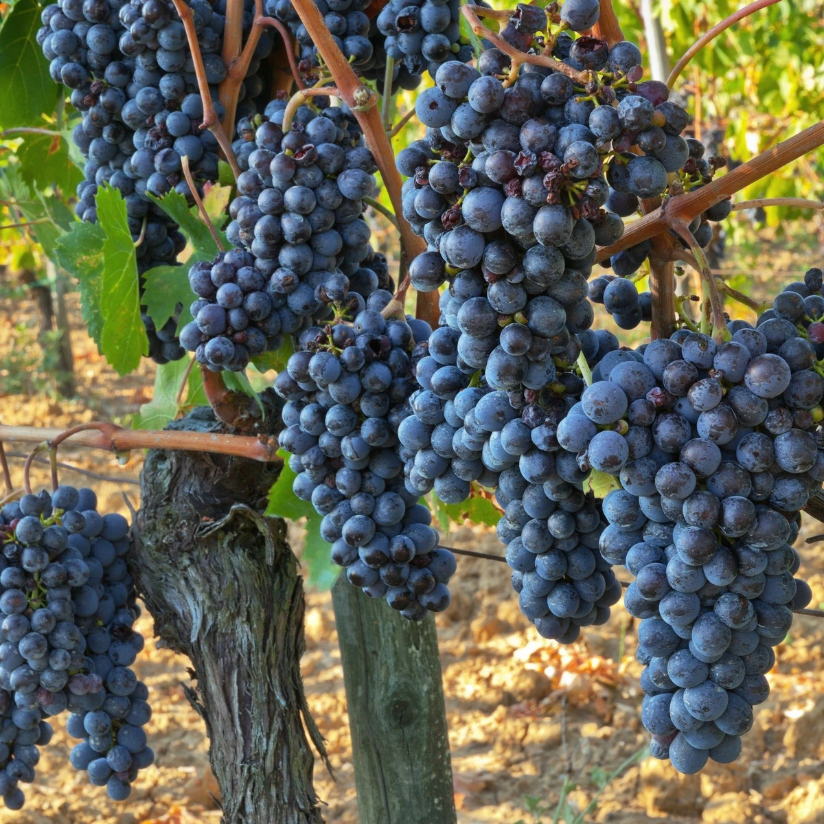 🍇Potted Grape Vine Seeds