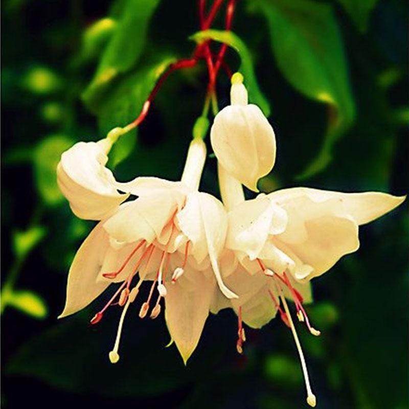 Fuchsia Flowers Seeds Lantern Flower, Bonsai Flower Seeds