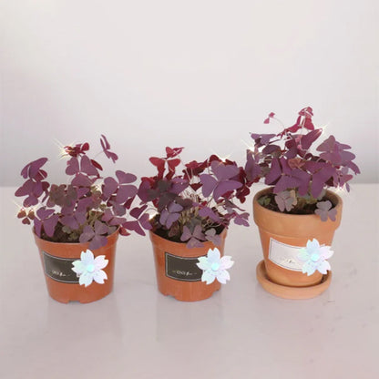 💜Purple Luck Oxalis Bulbs