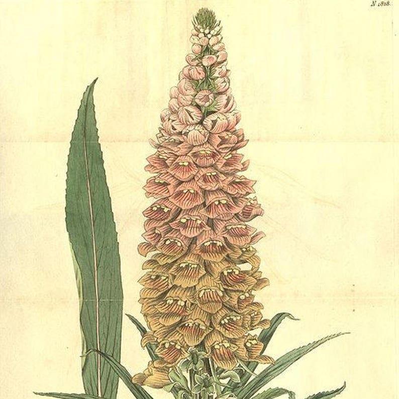 RUSTY FOXGLOVE Hummingbird Flower Digitalis Ferruginea Yellow Herald Seeds
