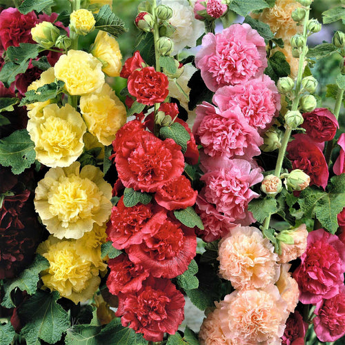 🌸 Giant Double Hollyhock Seeds – Grow a Garden Full of Stunning Blooms