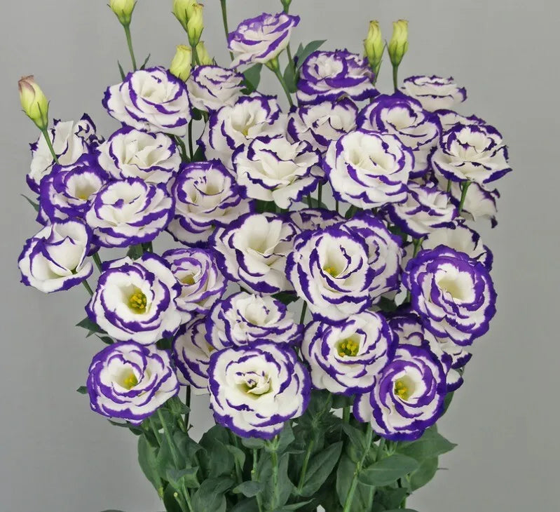 Eustoma Russellianum Seeds