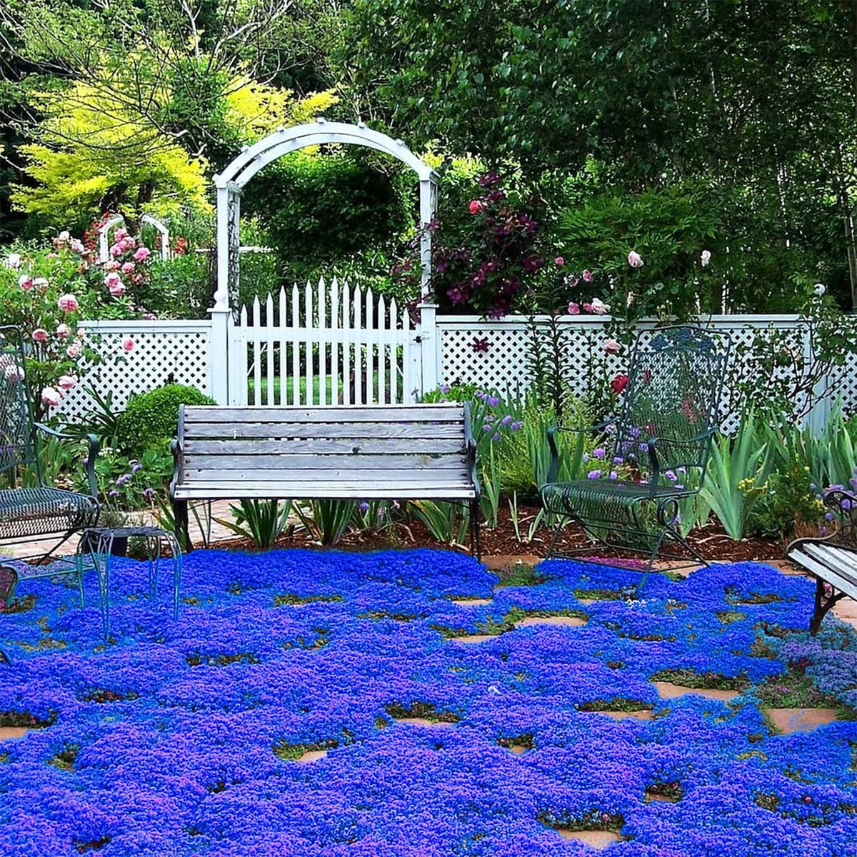 ✨Creeping Thyme Seeds for Four Seasons🏡Create Your Perfect Lawn Here🌼