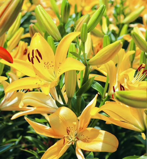 Multicolor Lily Seeds