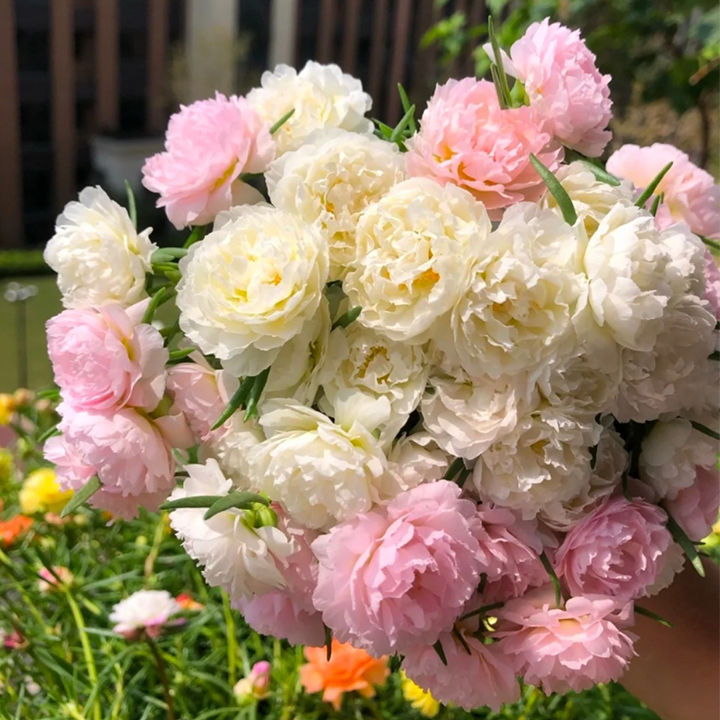 Heavy Petals Pine Leaf Peony