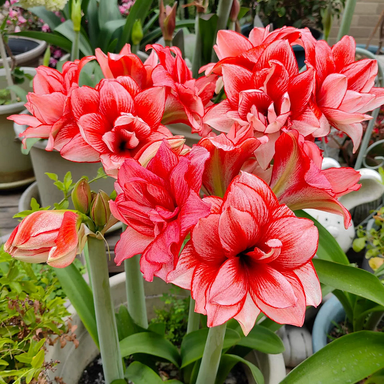 Double-Flowered Amaryllis Bulb🌼