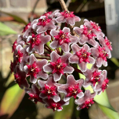 Hoya Carnosa Flower Seeds-Large Hydrangea Clustered with Many Star-shaped Florets
