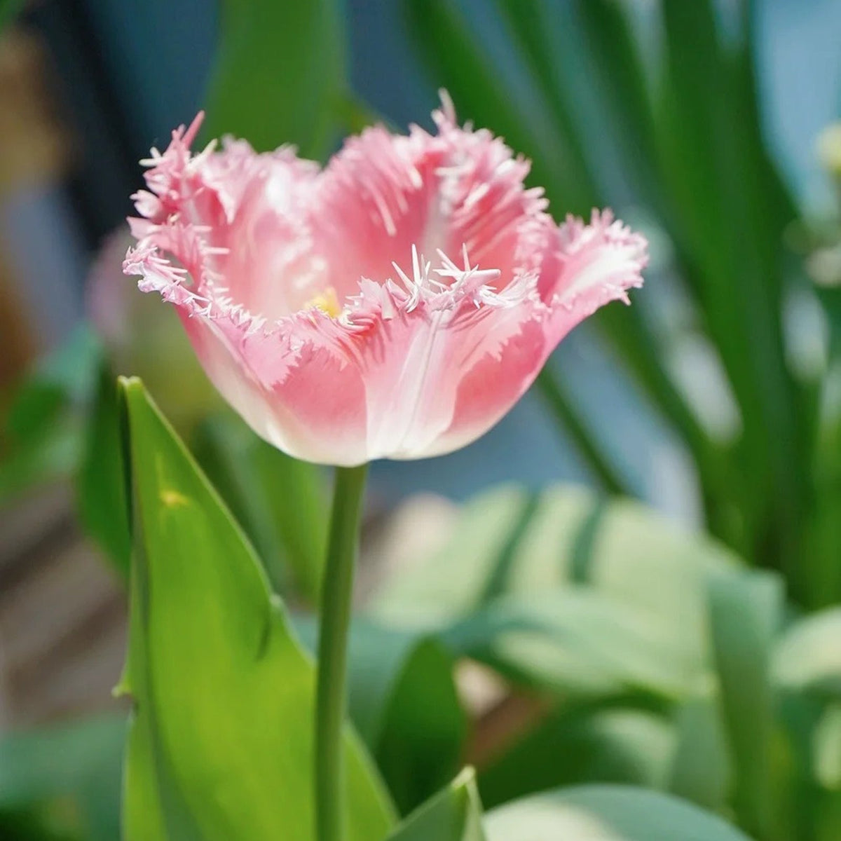 Frill Tulip seeds