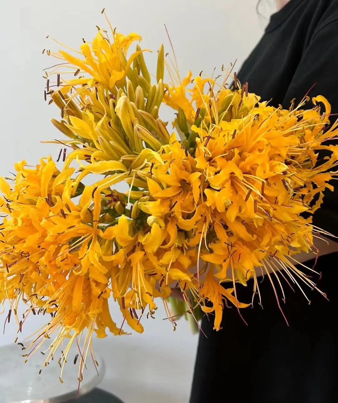 Spider Lily Bulbs-Multicolor🌈