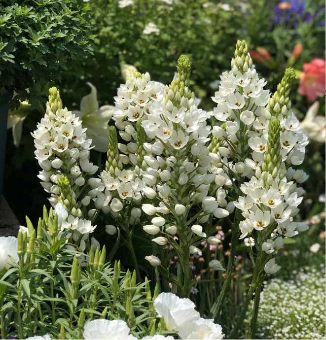Ornithogalum 'Sonoran White'