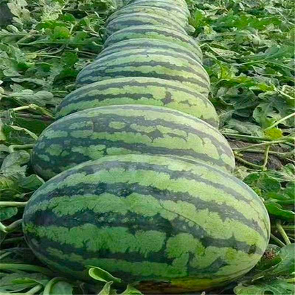 🍉Watermelon Seeds - Lazy