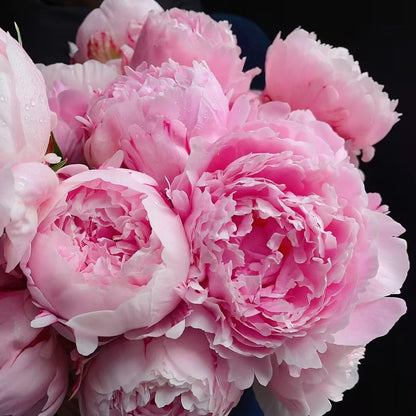 Paeonia Lactiflora Bonsai Plant Home Garden