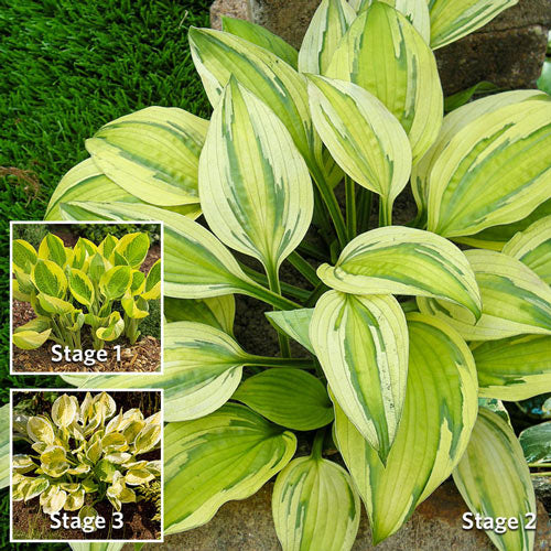 Captain's Adventure Hosta