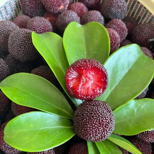 🍒 Giant Black Pearl Bayberry Seeds