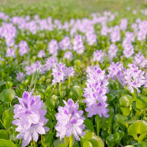 🌺Water hyacinth - “The violet flower crown that beautifies the world”🧚‍♀️🌿