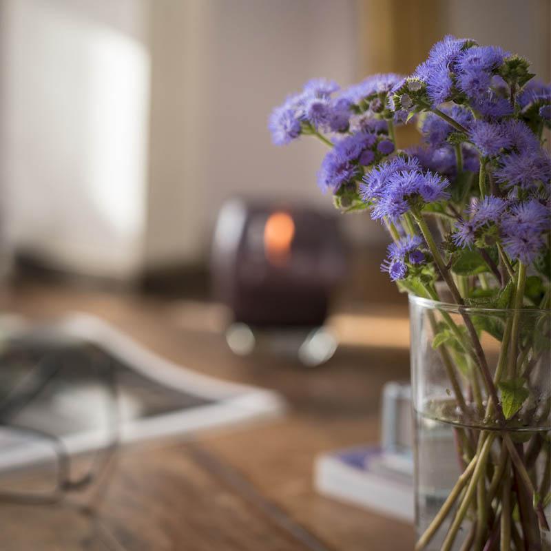 Ageratum Aloha Blue F1