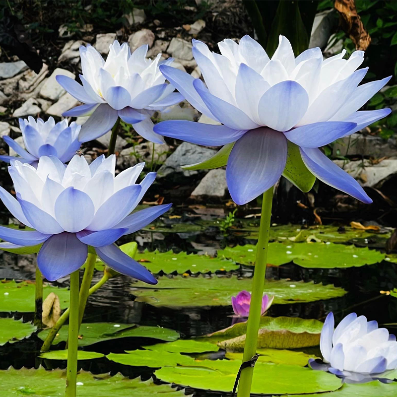 Nymphaea Gigantea Hook-Australian Giant Lotus
