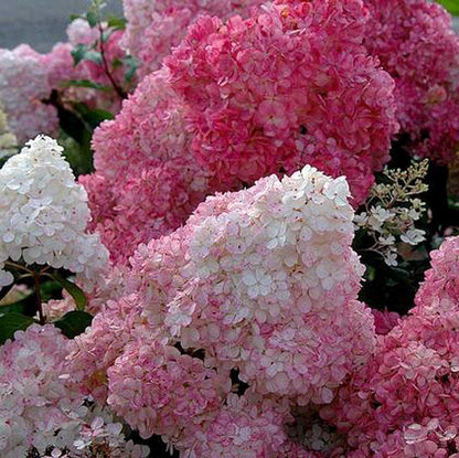Panicle Hydrangea Flowers Seeds 💞 Plants Home Garden Flower Seeds