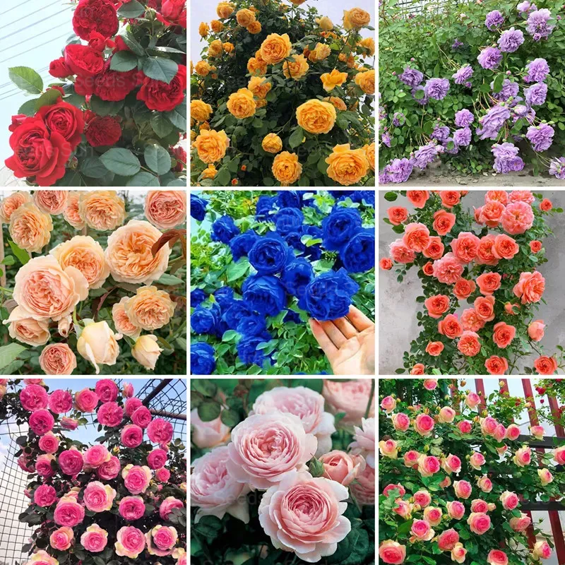 🩷 9 Types Of & Rare Color Climbing Rose Seeds