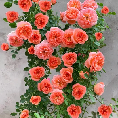 🩷 9 Types Of & Rare Color Climbing Rose Seeds