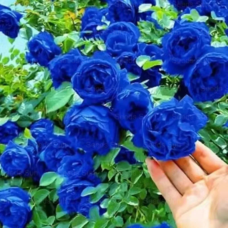 🩷 9 Types Of & Rare Color Climbing Rose Seeds