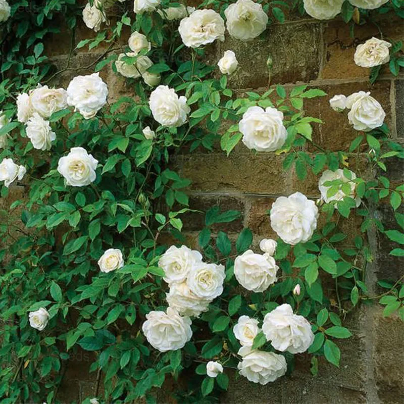 🩷 9 Types Of & Rare Color Climbing Rose Seeds