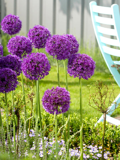 Purple Alliums Sensation - Bestseller Ornamental Onion