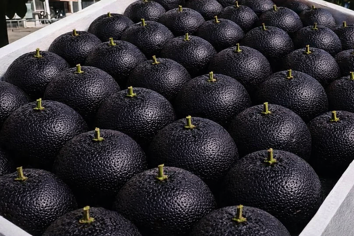 Giant Black Diamond Orange Seeds – Sweet, delicious, nutritious, and easy to grow at home.