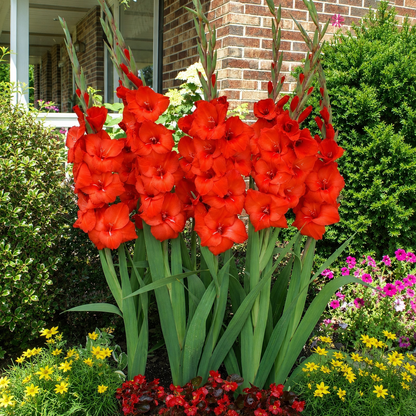 🌸 Colorful Gladiolus Flower Bulbs 🌈