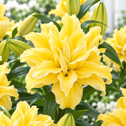 🌸 Romantic Double Oriental Lily Bulbs – Elegant Color Collection