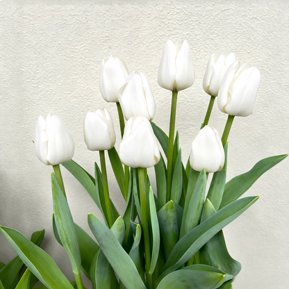 🌷 Premium Tulip Bulbs