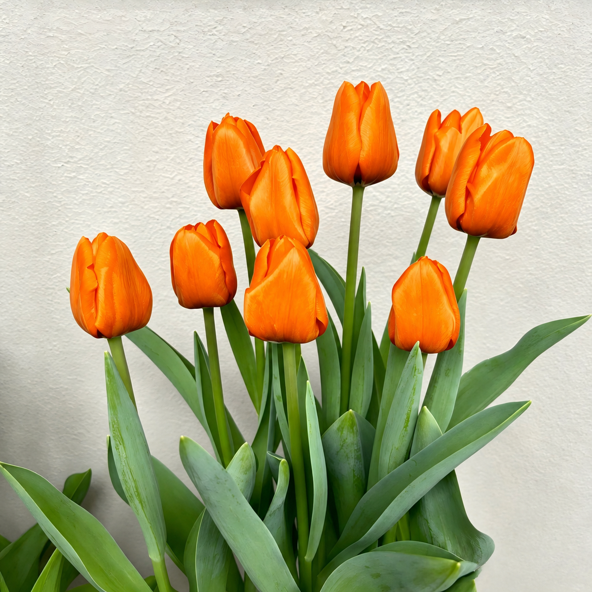 🌷 Premium Tulip Bulbs