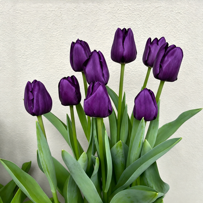 🌷 Premium Tulip Bulbs