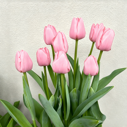 🌷 Premium Tulip Bulbs