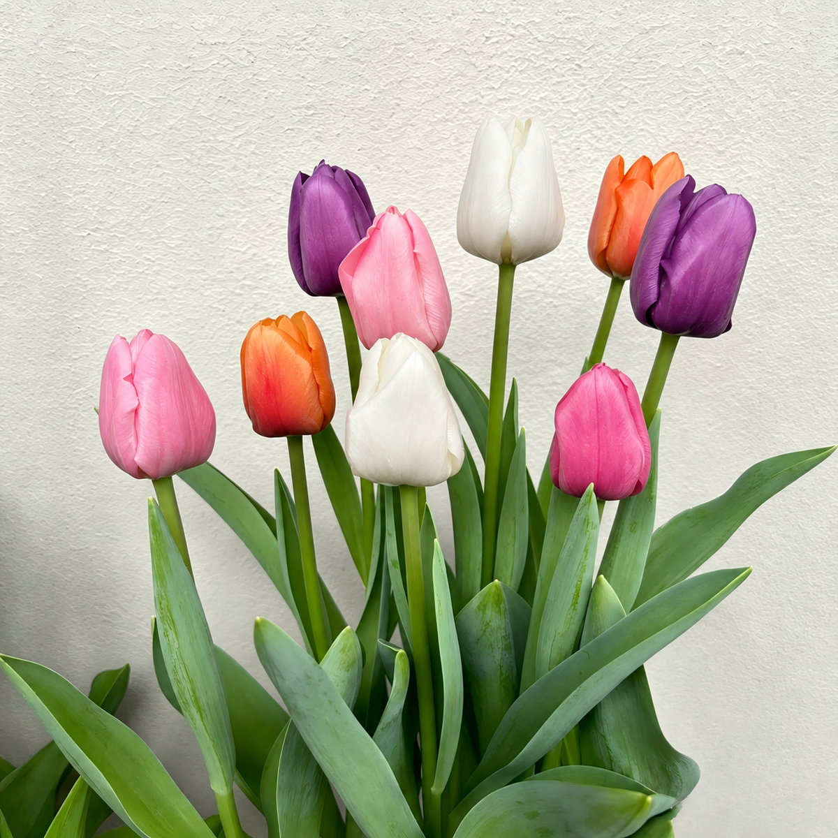 🌷 Premium Tulip Bulbs