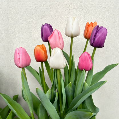 🌷 Premium Tulip Bulbs