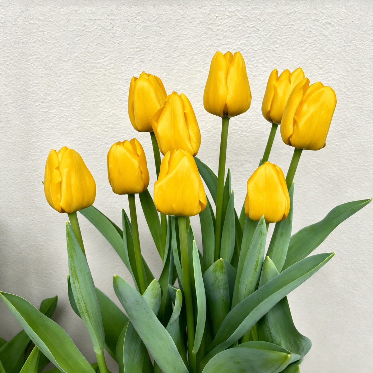 🌷 Premium Tulip Bulbs