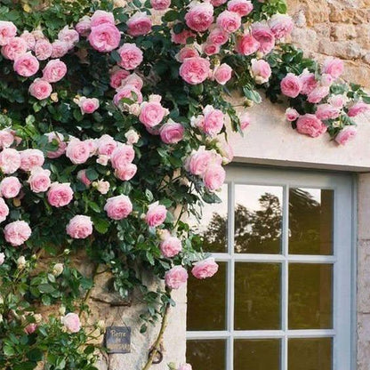 🌹 Climbing Rose Seeds | Multi-color Vine Rose