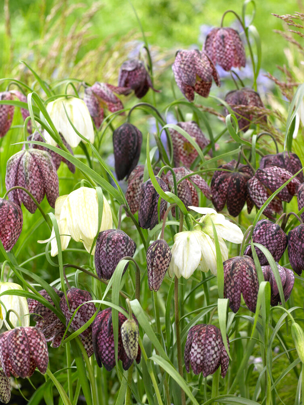 checkered lilies, snake's head lilies or guinea hen flowers