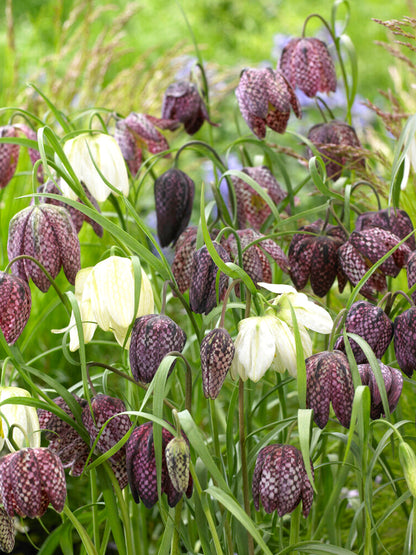checkered lilies, snake's head lilies or guinea hen flowers