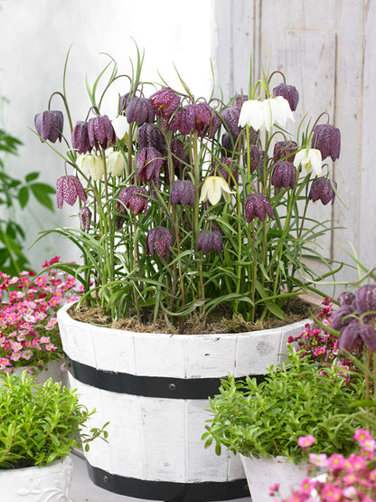 Fritillaria Liliaceae Meleagris