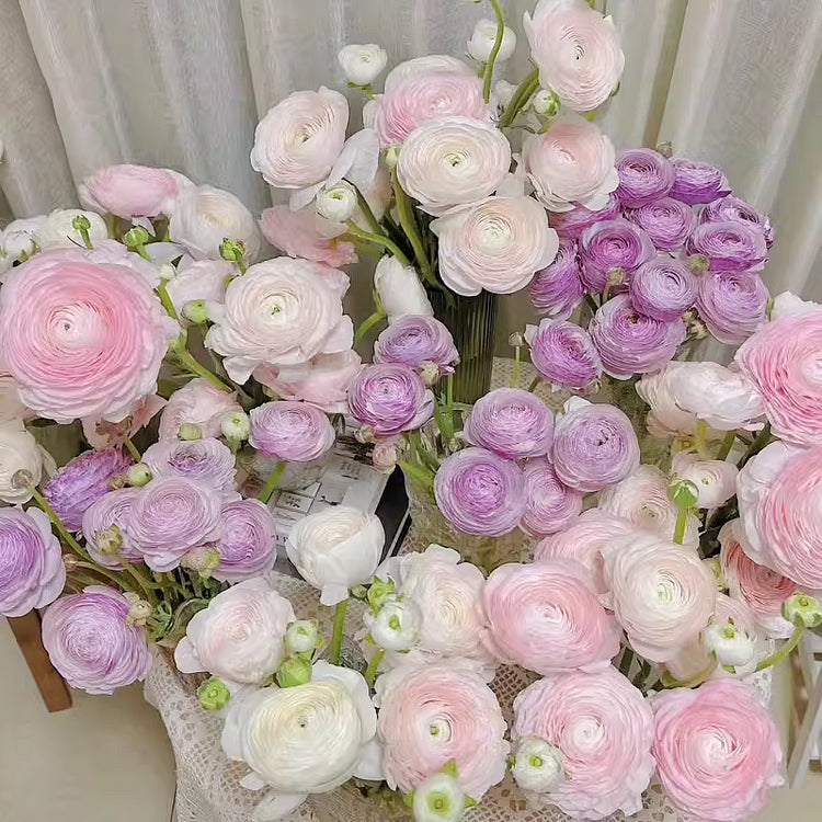 Multicolor Ranunculus Bulbs