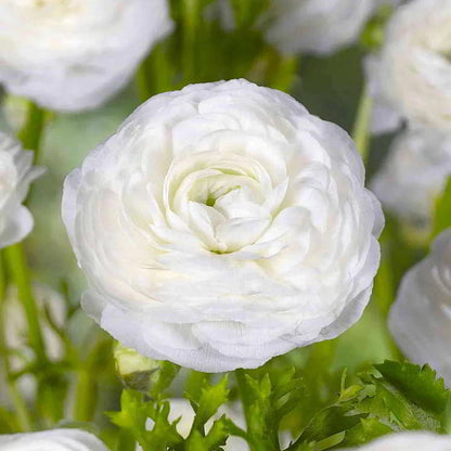 Multicolor Ranunculus Bulbs