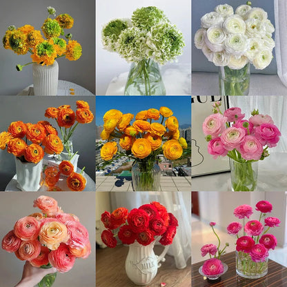 Multicolor Ranunculus Bulbs