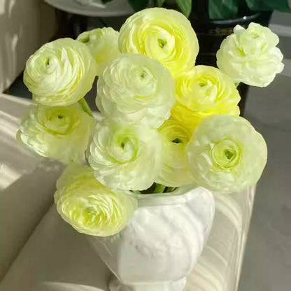 Multicolor Ranunculus Bulbs