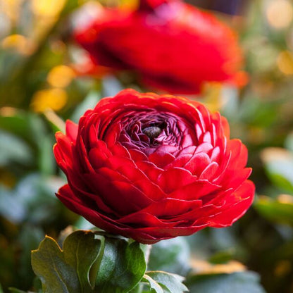Multicolor Ranunculus Bulbs
