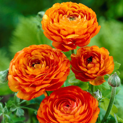 Multicolor Ranunculus Bulbs