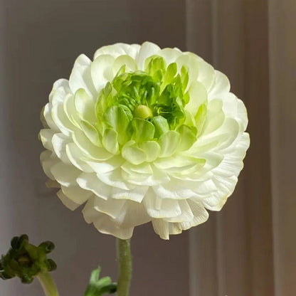 Multicolor Ranunculus Bulbs