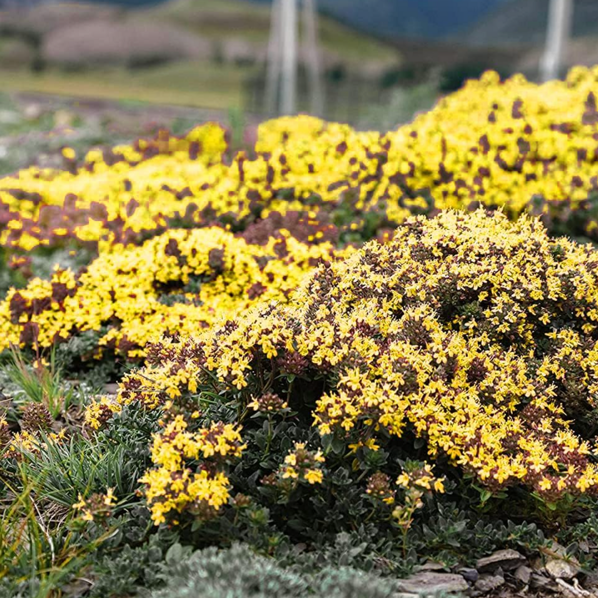 Creeping Thyme Homegrown Seeds🌱Easy to Plant and Grow Non-GMO Perennial Flower Premium Seeds🌺